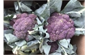 Picture of Purple Cape Broccoli