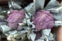 Picture of Purple Cape Broccoli