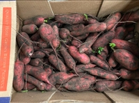 Picture of Red Dragon Mooli Radishes