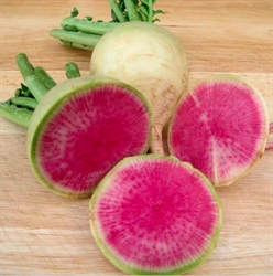Picture of Watermelon Radishes