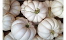 Picture of Casperita Mini Pumpkin
