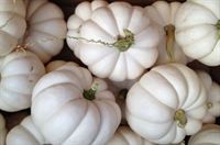 Picture of Casperita Mini Pumpkin