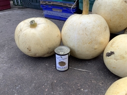 Picture of White Pumpkin