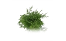 Picture of Dill Bunched