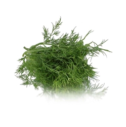 Picture of Dill Bunched