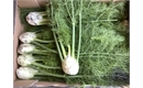 Picture of Fennel Bulb & Top