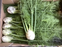 Picture of Fennel Bulb & Top