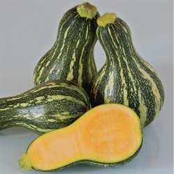 Picture of Striped Butternut Squash