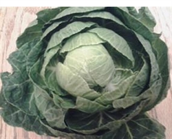 Picture of Brussel Sprout Top