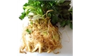 Picture of Celeriac, washed