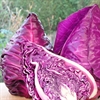 Picture of Red Sweetheart Cabbage