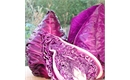 Picture of Red Sweetheart Cabbage