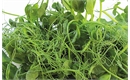 Picture of Pea Shoots Punnet