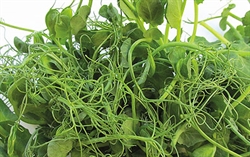 Picture of Pea Shoots Punnet