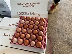 Picture of Tray of 30 Pullet Eggs