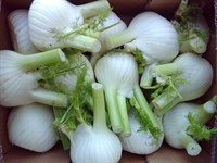 Picture of Fennel Bulb