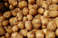 Picture of White Cara Potatoes