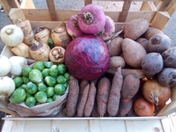 Picture of Large Organic Christmas Veg Box