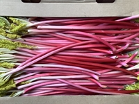 Picture of Forced Rhubarb Class 2