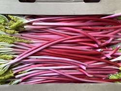 Picture of Forced Rhubarb Class 2