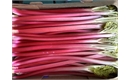 Picture of Forced Rhubarb Class 1