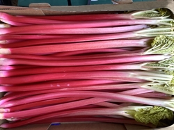 Picture of Forced Rhubarb Class 1