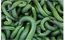 Picture of Wonky Cucumber