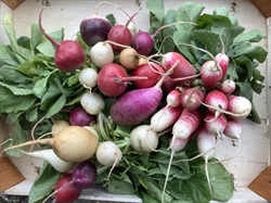 Picture of Cherry Bell Radishes (Bunch)