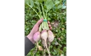 Picture of Turnips, bunched