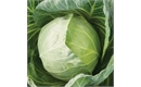 Picture of Sheraton Primo Cabbage