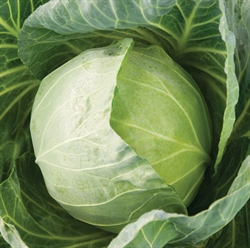 Picture of Primo Cabbage