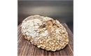 Picture of Muesli Sourdough