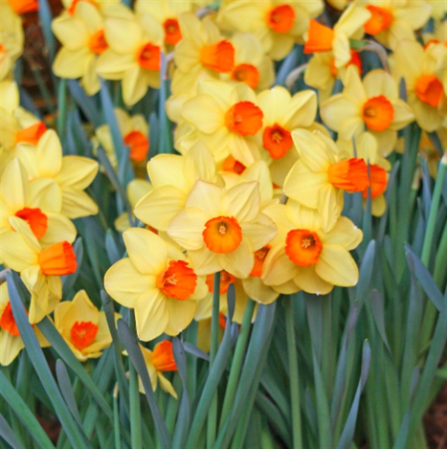 Farm Direct. Red Devon Daffodils