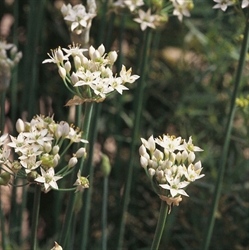 Picture of Chive Seeds