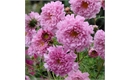 Picture of Cornflower Classic Magic Seeds