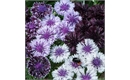 Picture of Cornflower Classic Magic Seeds