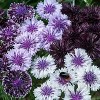 Picture of Cornflower Classic Magic Seeds