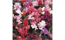 Picture of Sweet Pea Perfume Delight Seeds
