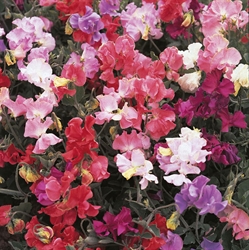 Picture of Sweet Pea Perfume Delight Seeds