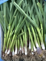 Picture of Wet Garlic
