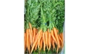Picture of Carrots, bunched