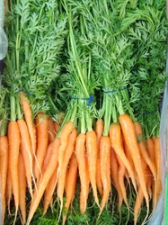 Picture of Carrots, bunched