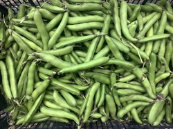 Picture of Broad Beans