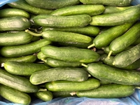 Picture of Mini Cucumber