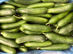 Picture of Mini Cucumber