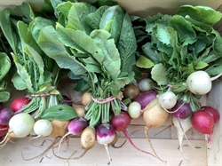 Picture of Cherry Bell Radishes (Bunch)