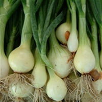 Picture of Green Onions