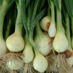 Picture of Green Onions