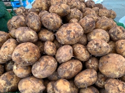 Picture of Wilja Potatoes