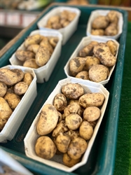 Picture of Graded Baby Wilja Potatoes